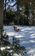 20th Jan 2024 - Winter at the Morton Arboretum. 