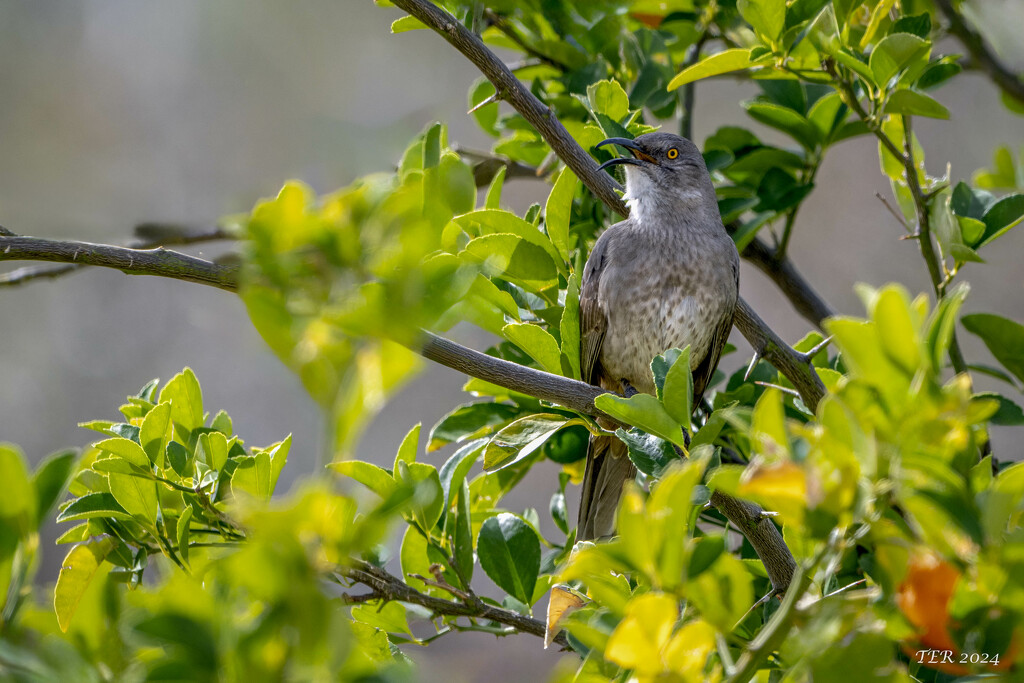 Curve-Billed Thrasher Serenades from Orange Tree by taffy