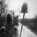 01/18 Snowy thistle by beatricekocina