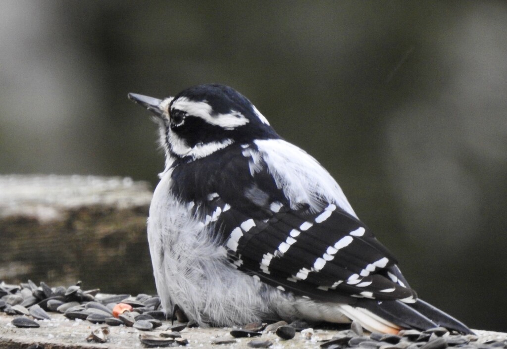 Hairy Woodpecker by sunnygreenwood