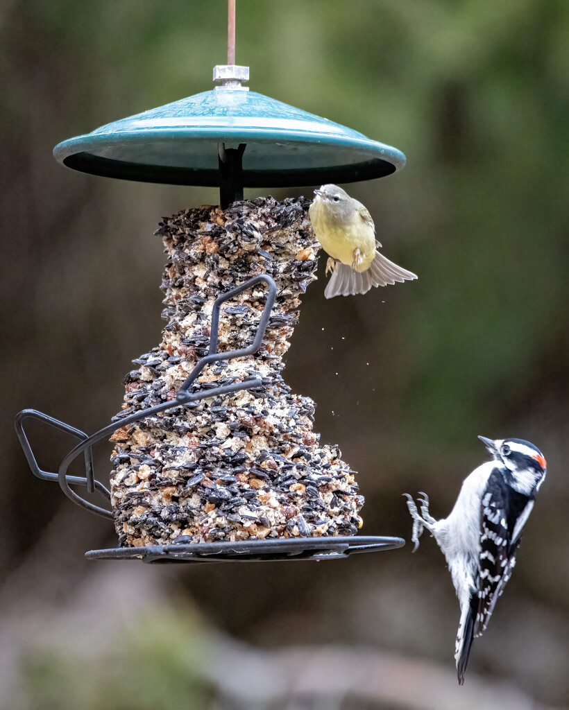 Feeder Action by cwbill