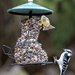 Feeder Action by cwbill