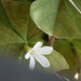 January 19: Shamrock Blossom by daisymiller