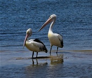 21st Jan 2024 - Two Pelicans ~