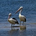 Two Pelicans ~ by happysnaps