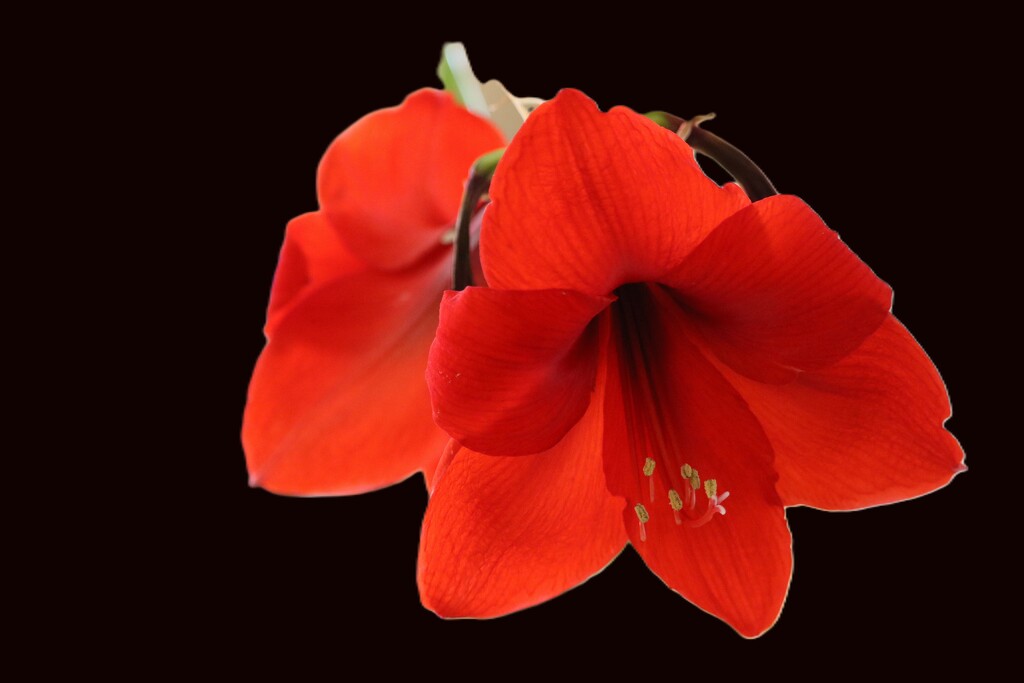 January 20: Red Lion Amaryllis by daisymiller