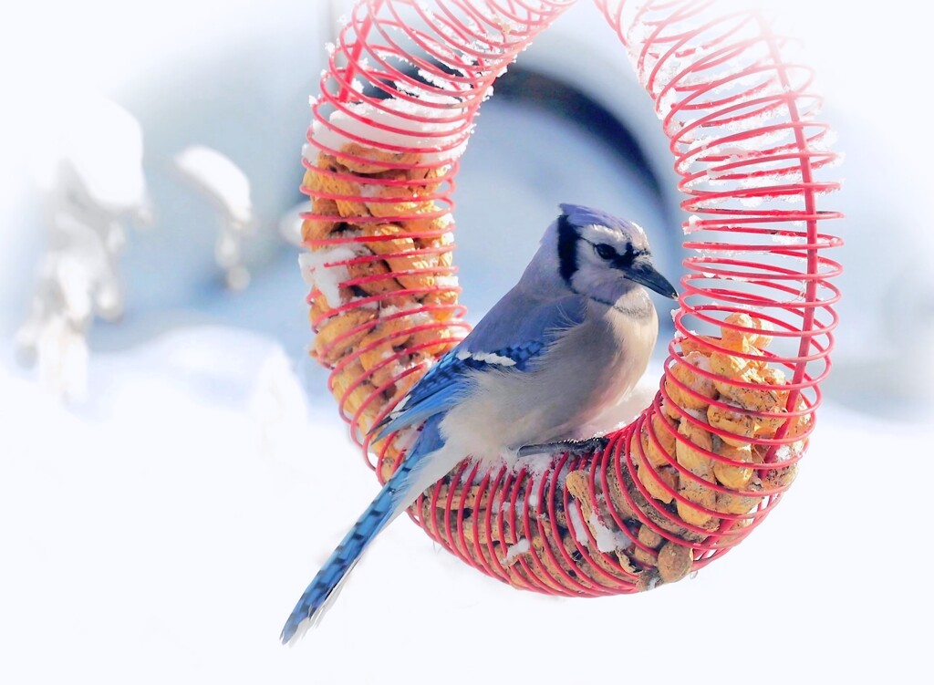 Winter Blue Jay by lynnz