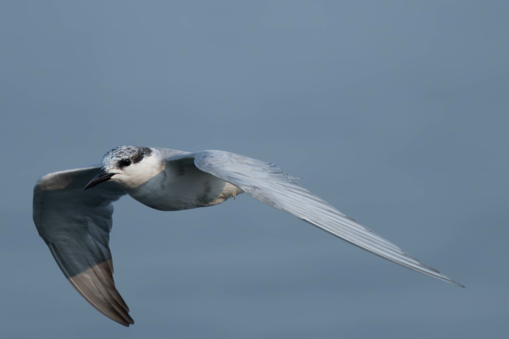 Gull - Naklua Bay by lumpiniman