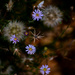Flowers on the Verge by nannasgotitgoingon