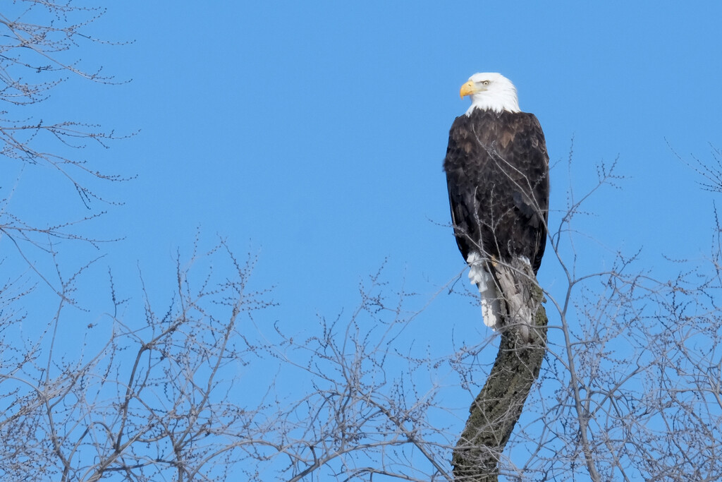 Bald Eagle by lsquared