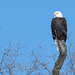 Bald Eagle by lsquared