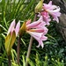 Amaryllis in bloom by joluisebeth