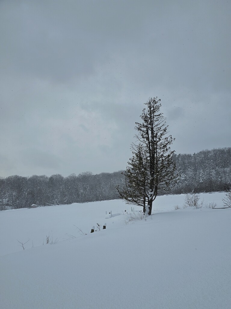 Tree by edorreandresen