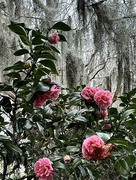 21st Jan 2024 - Camellias and Spanish moss