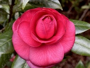 21st Jan 2024 - Camellia