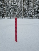 20th Jan 2024 - 19 inches