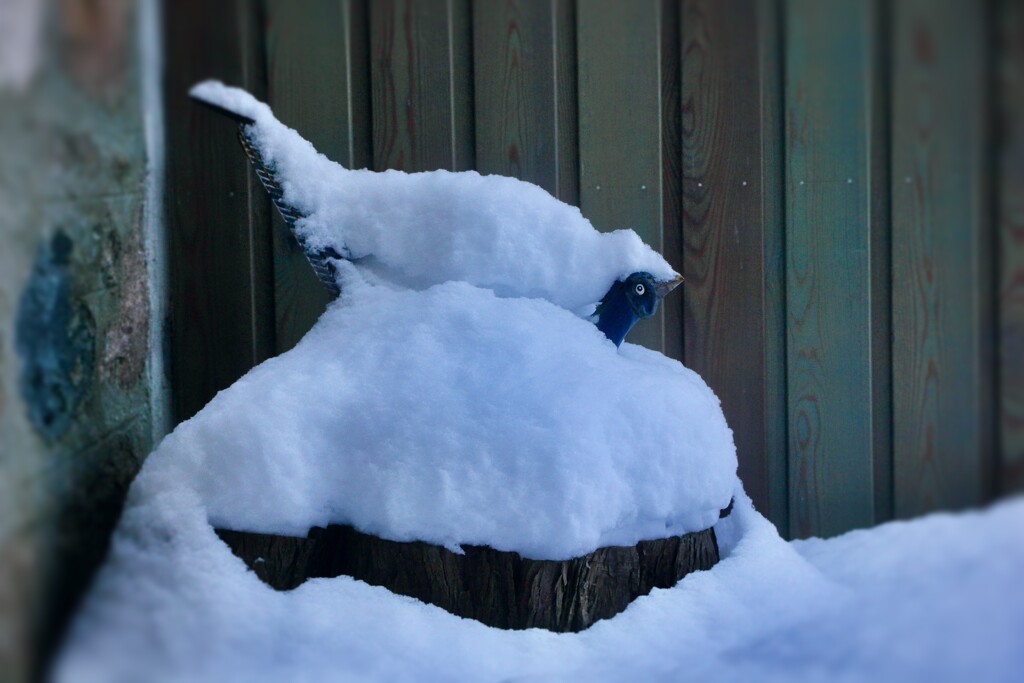 Frozen Pheasant  by jamibann