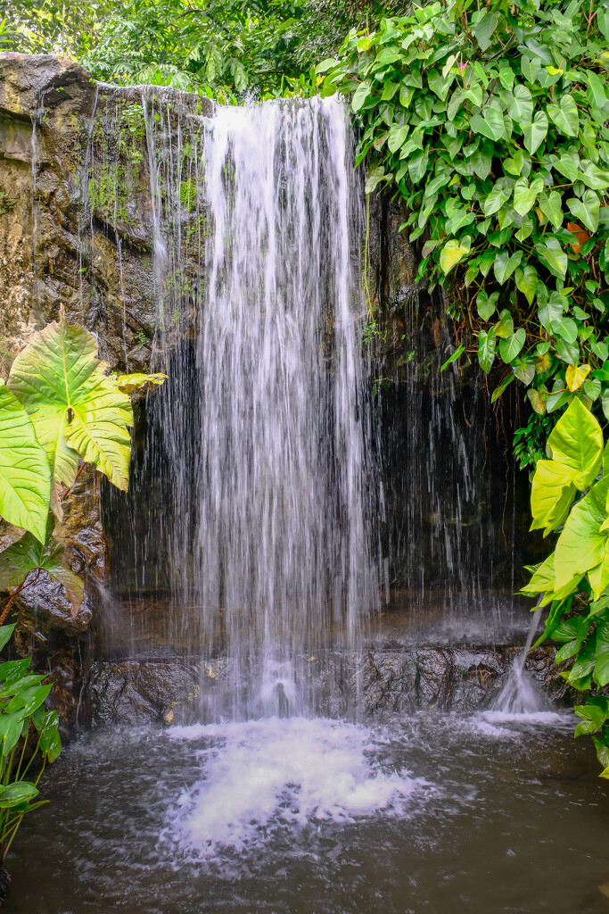 Waterfall - Singapore Botanic Gardens by lumpiniman