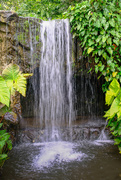 11th Jan 2024 - Waterfall - Singapore Botanic Gardens