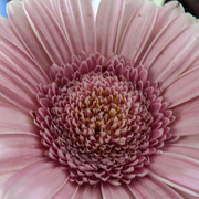 7th Jan 2024 - Macro Gerbera