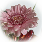 9th Jan 2024 - Pink Gerbera