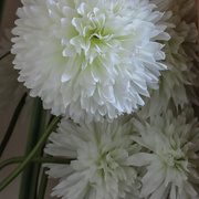 6th Jan 2024 - Close up Chrysanths