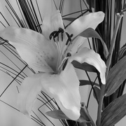 10th Jan 2024 - Mono Lily