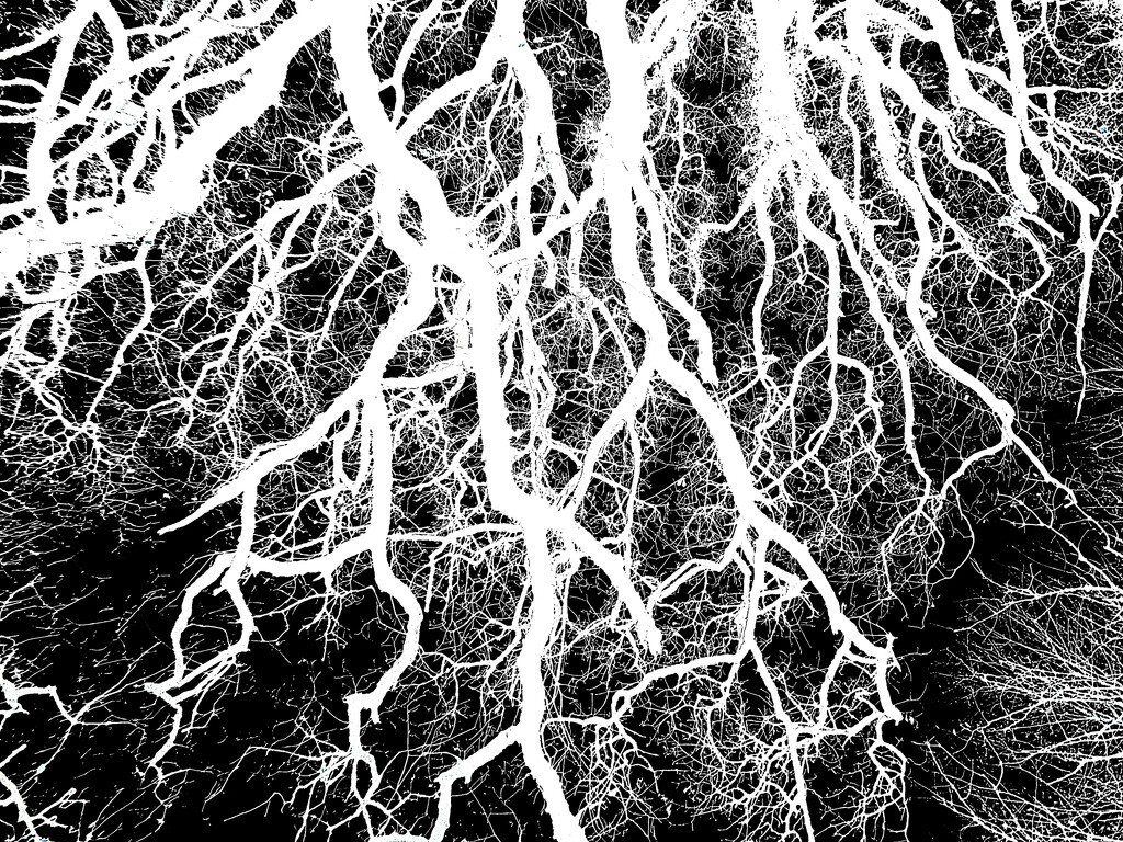 Roots or Branches  by ajisaac