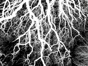28th Dec 2023 - Roots or Branches 