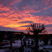 01-21 - sunrise over our backyard by talmon