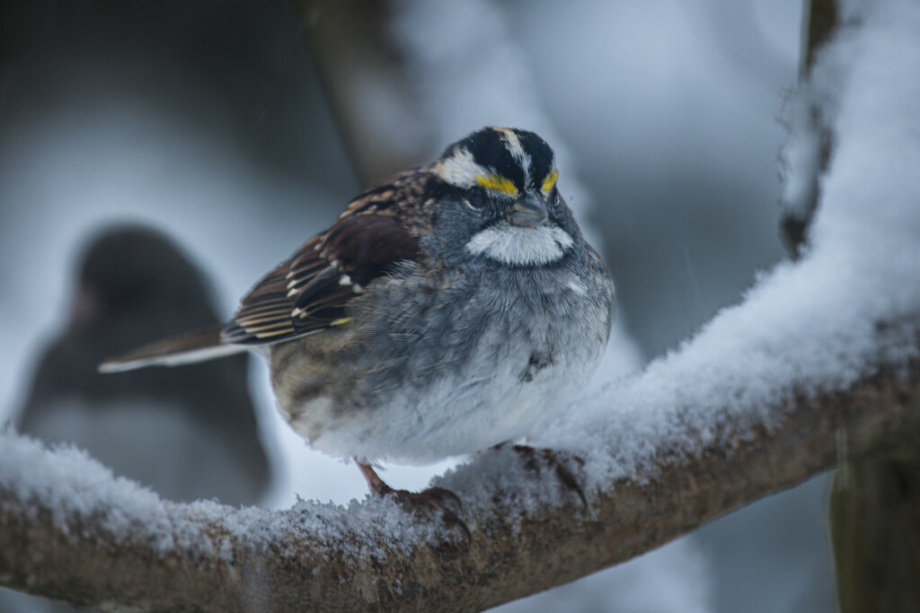 Snowy Day Sparrow by swchappell
