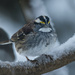Snowy Day Sparrow by swchappell