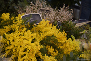 20th Jan 2024 - Flower market in Aix en Provence