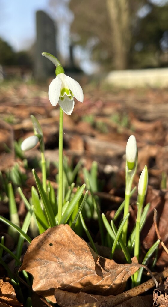 First snowdrop by pattyblue