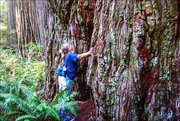 21st Jan 2024 - Overwhelming-Redwood trees