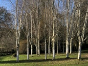 20th Jan 2024 - Paper Birch at Brobury Gardens