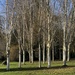 Paper Birch at Brobury Gardens by susiemc