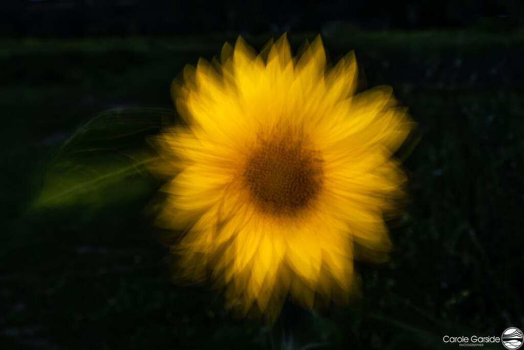 Painting Sunflowers by yorkshirekiwi
