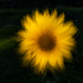 Painting Sunflowers by yorkshirekiwi