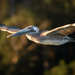Brown Pelican by nicoleweg