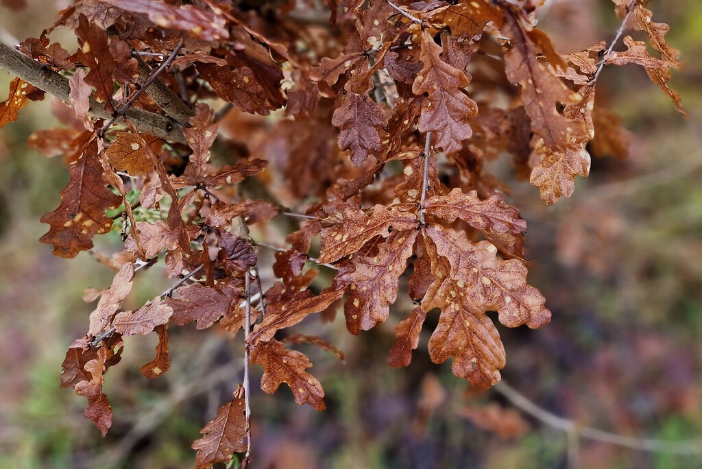 oak leaves by christophercox