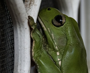 19th Jan 2024 - green tree frog