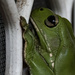 green tree frog by koalagardens