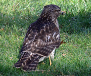 2nd Jan 2024 - Jan 2 Hawk Back Detail IMG_6698A