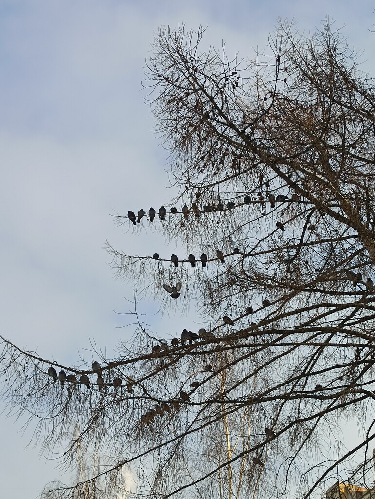 Bird community) by dhamill
