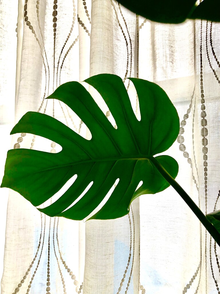 Monstera by loweygrace