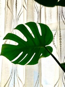 21st Jan 2024 - Monstera