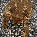 Toad Mosaic by cmf