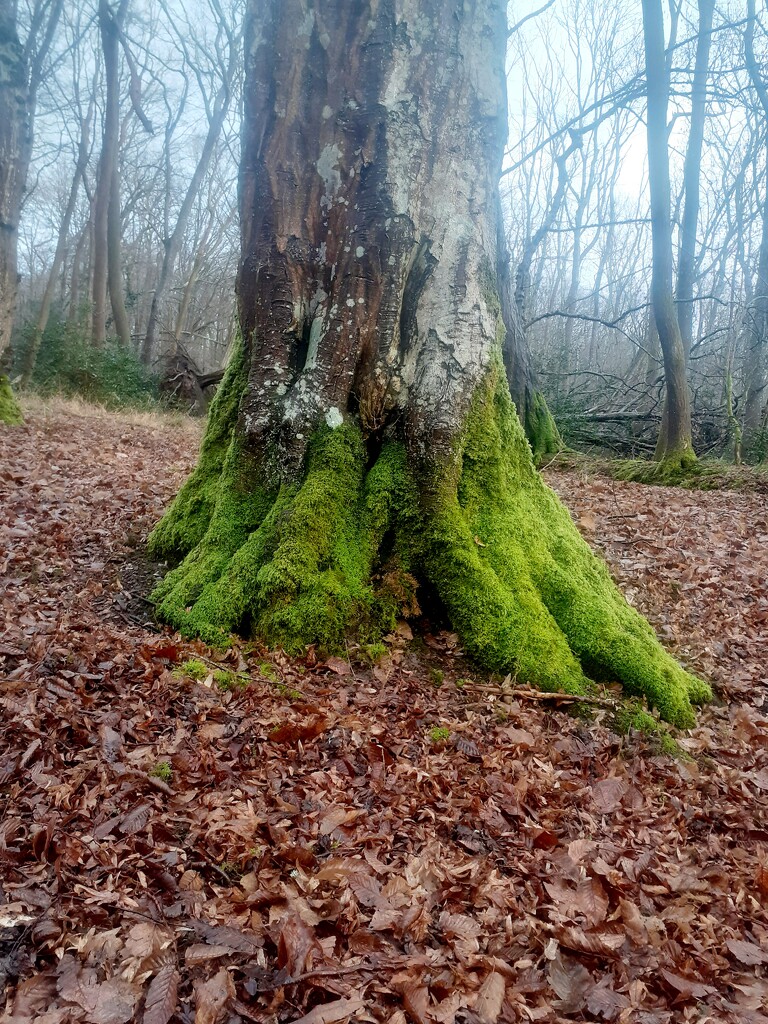 Nature's foot cover by jackspix