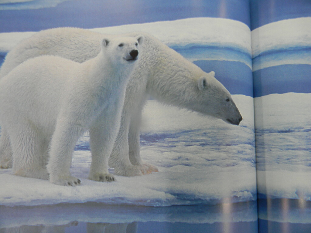 Polar Bears in Book at BJ's by sfeldphotos